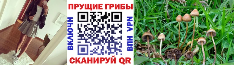площадка состав  Заречный  Псилоцибиновые грибы прущие грибы  KRAKEN как зайти 